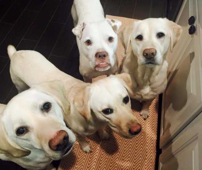 Fostering